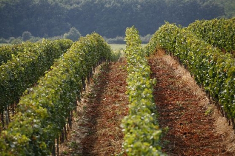 Hogyan lesz a magyar szőlőből cseh, szlovák, román vagy éppen olasz bor? -  -  - bor, borkereskedelem, borosgazdák, bortermelés, 