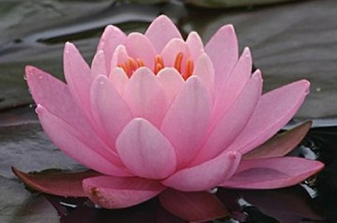 Az ego, és ami mögötte van - Egészség - Fesztelen mindennapok - jóga, széphegyi zsolt, 