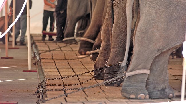 A cirkusz valódi, sötét arca - STYLENEWS -  - cirkusz, valódi, 