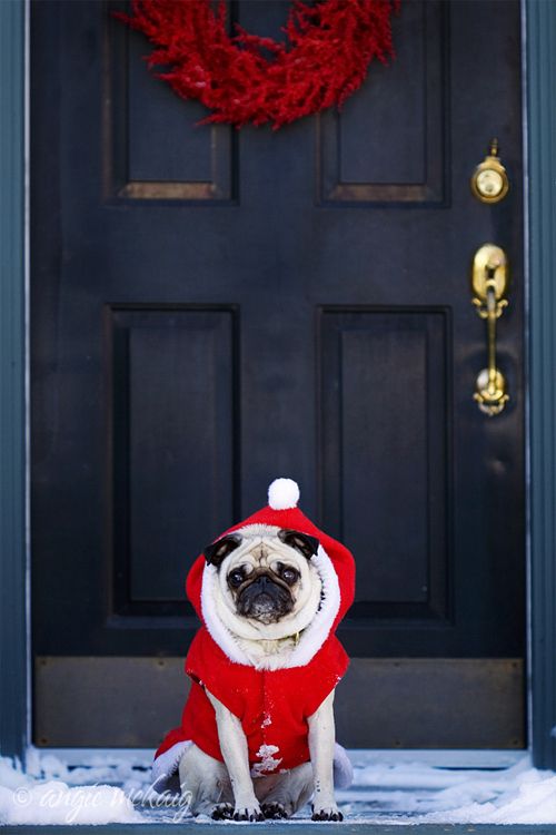 Kisállatok karácsonyi hangulatban - STYLENEWS - Fesztelen mindennapok - állatok, humor, karácsony, 