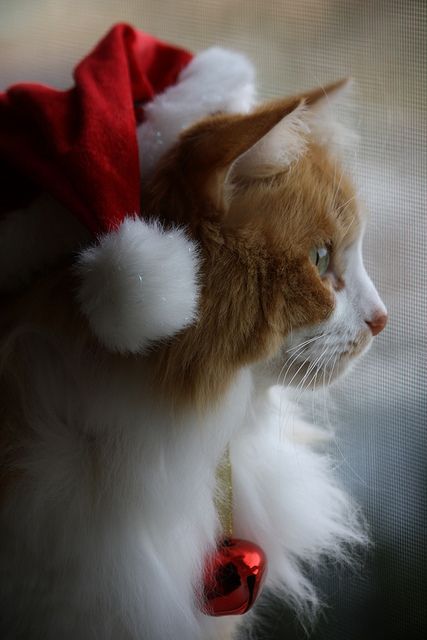 Kisállatok karácsonyi hangulatban - STYLENEWS - Fesztelen mindennapok - állatok, humor, karácsony, 