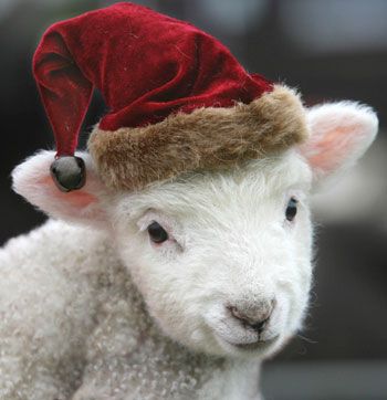 Kisállatok karácsonyi hangulatban - STYLENEWS - Fesztelen mindennapok - állatok, humor, karácsony, 