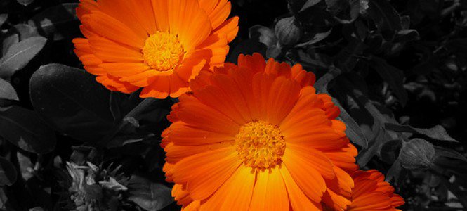 Színszomjazó tavaszvárás - Fesztelen mindennapok -  - érdekességek, tavasz, 