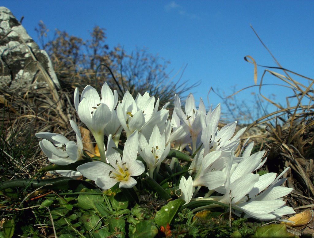 Kikerics túra a Szársomlyón - Utazás -  - Duna-Dráva Nemzeti Park, magyar kikerics, 