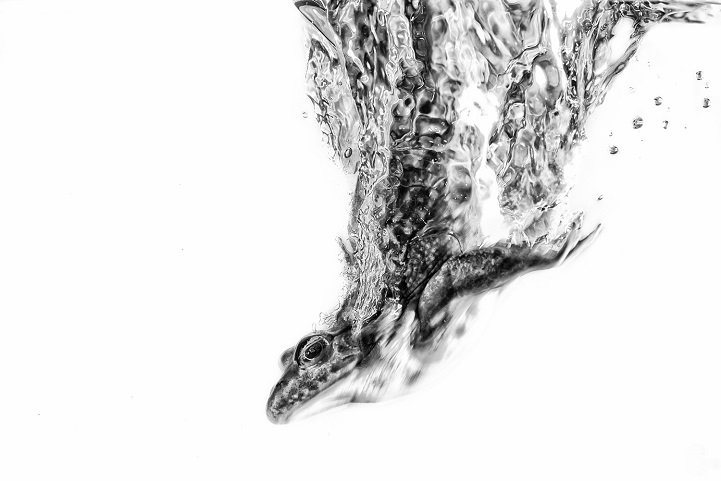 Ezeknél jobb fotókat már nem látsz idén - STYLENEWS -  - állat, ember, fotó, fotóművészet, kép, művészet, sony, szépség, utazás, 