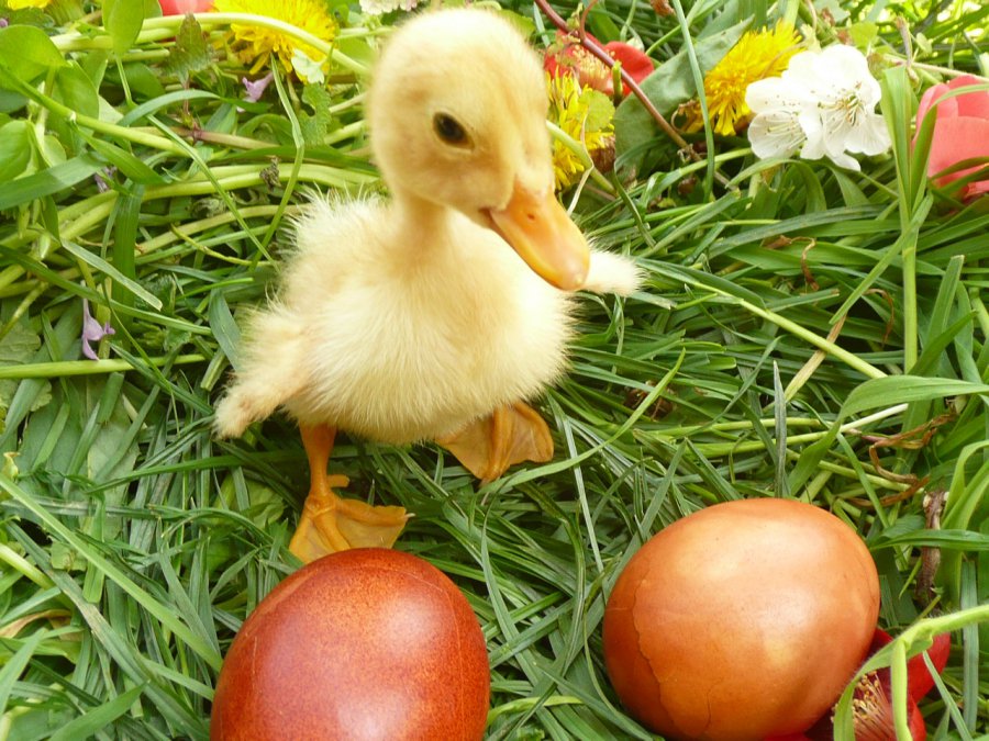 Húsvéti programajánló - STYLENEWS - Rendezvények - húsvét, programajánló, 