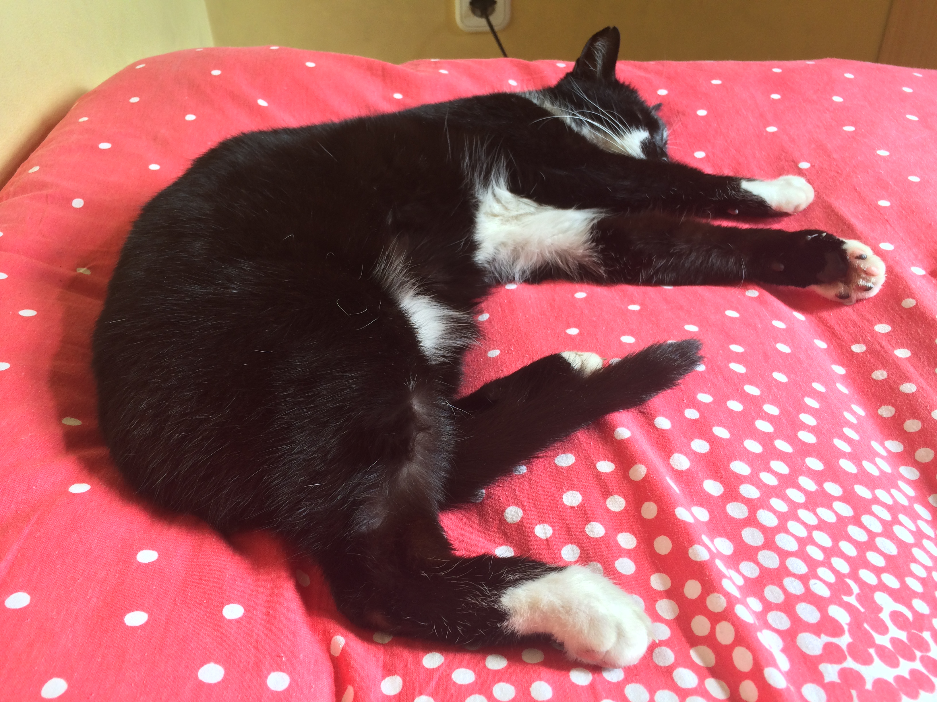 A boldog állatokért - STYLENEWS -  - állatvédelem, háziállatok, kutya, macska, 