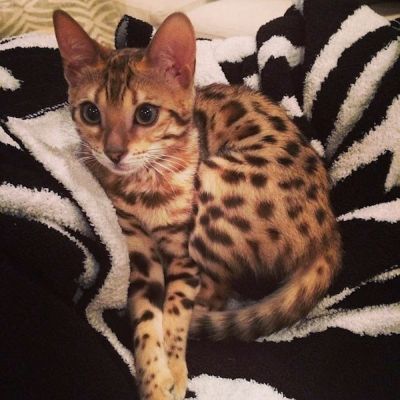 Hírességek, akik két fotó után túladtak a kisállataikon - DIVAT&STÍLUS - Celebrity - házi kedvenc, kisállat, sztárok, 